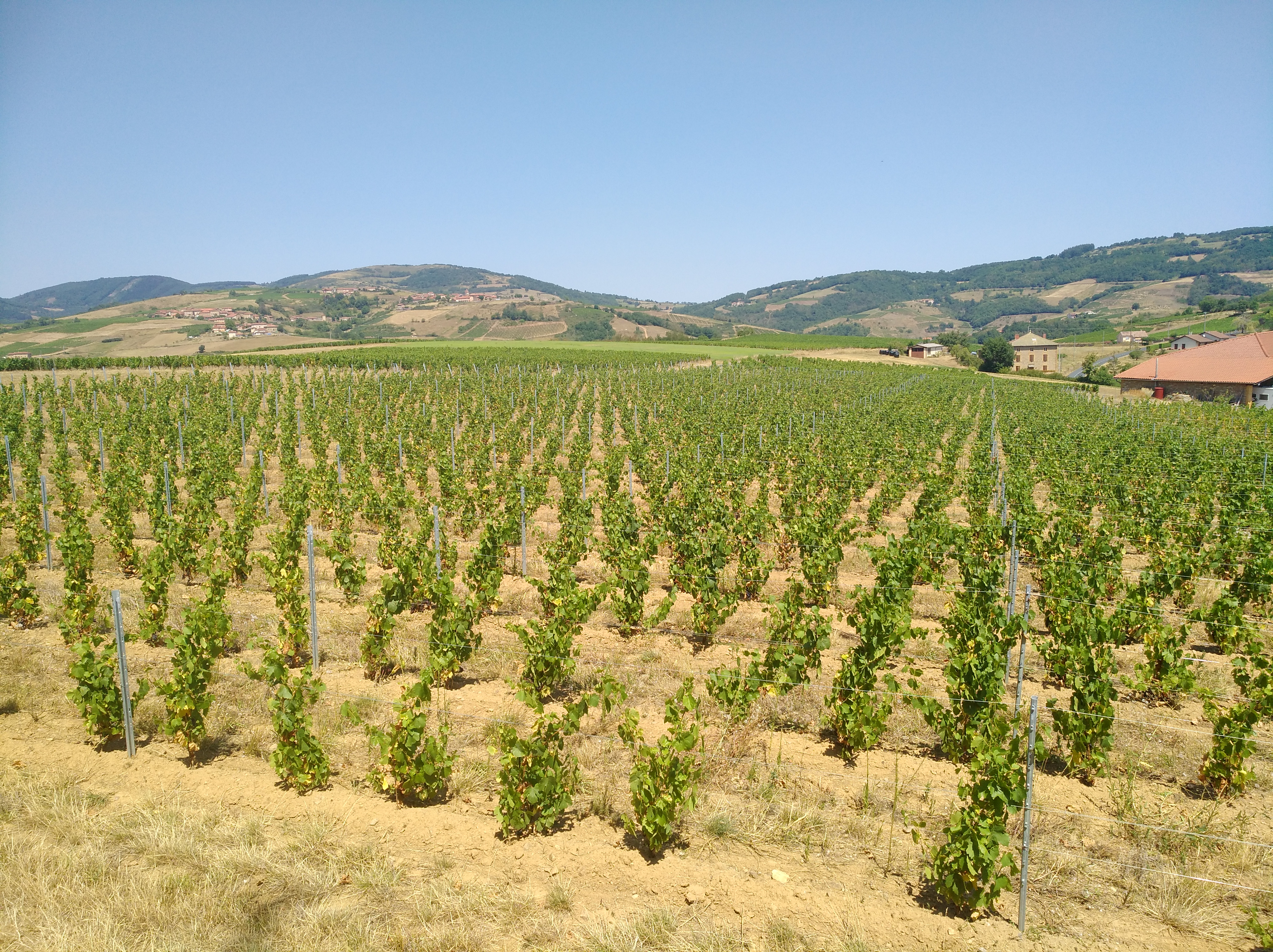 Vignoble du Beaujolais, collines et ligne des vins